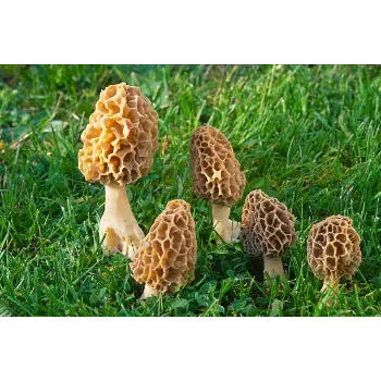 mushroom (1)-6084570-69805.webp